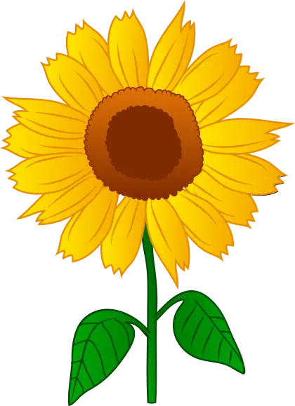 Yellow Sunflower with Green Leaves
