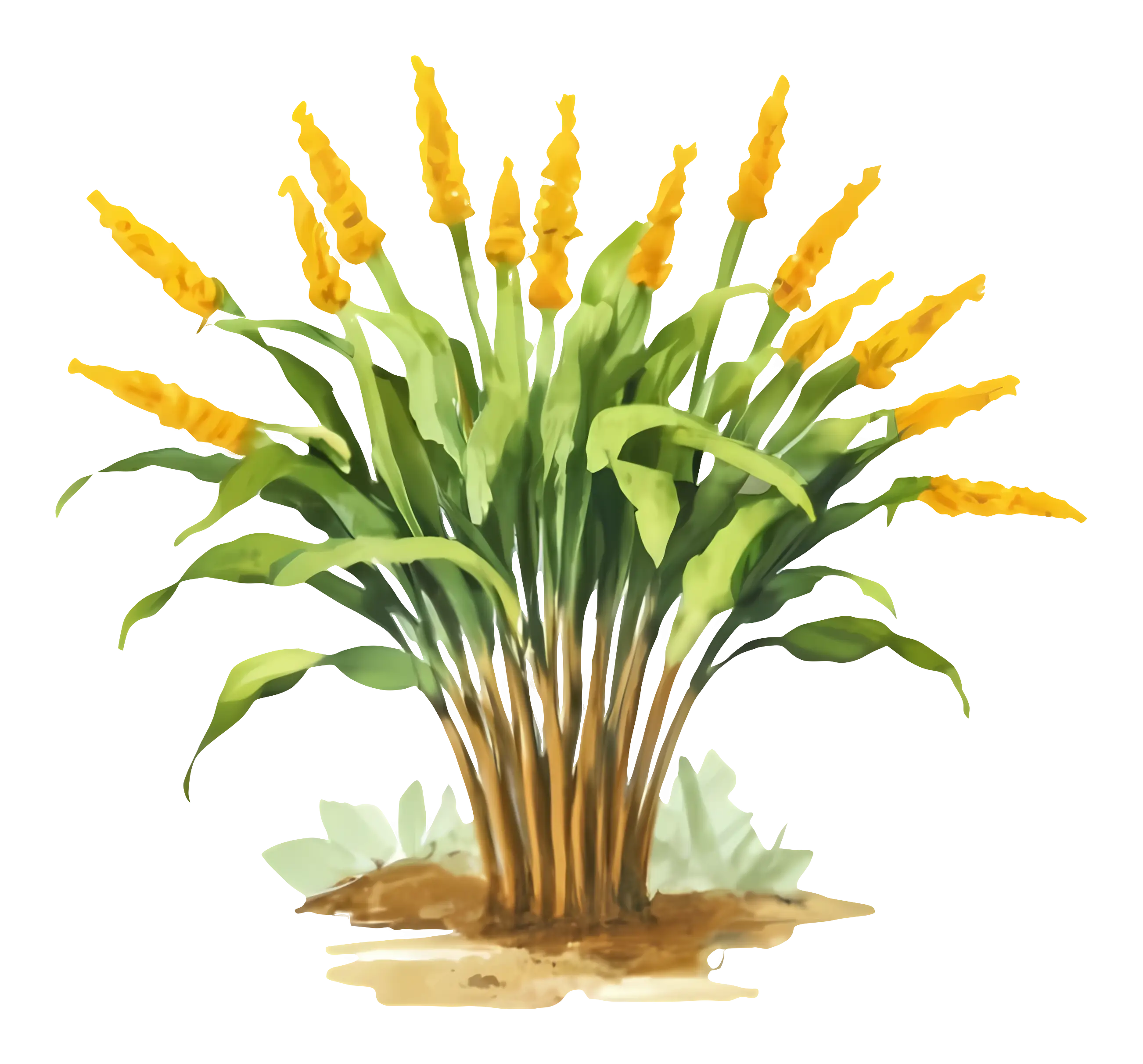 Yellow Blooming Plant with Green Leaves