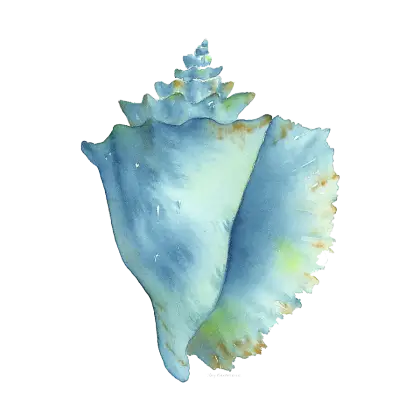 Blue Seashell from the Ocean