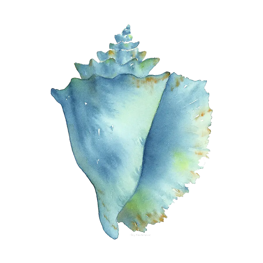 Blue Seashell from the Ocean