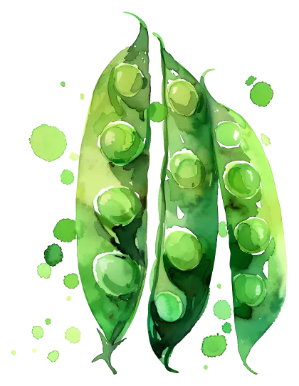 Watercolor Green Peas in Pods