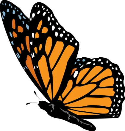 Beautiful Monarch Butterfly Illustration