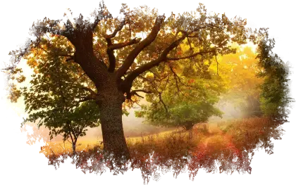 Beautiful Autumn Tree Scene