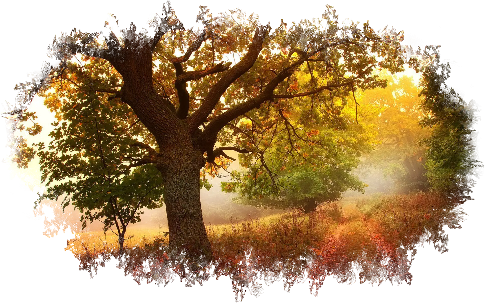 Beautiful Autumn Tree Scene