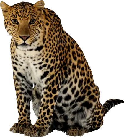 Illustration of a Resting Leopard