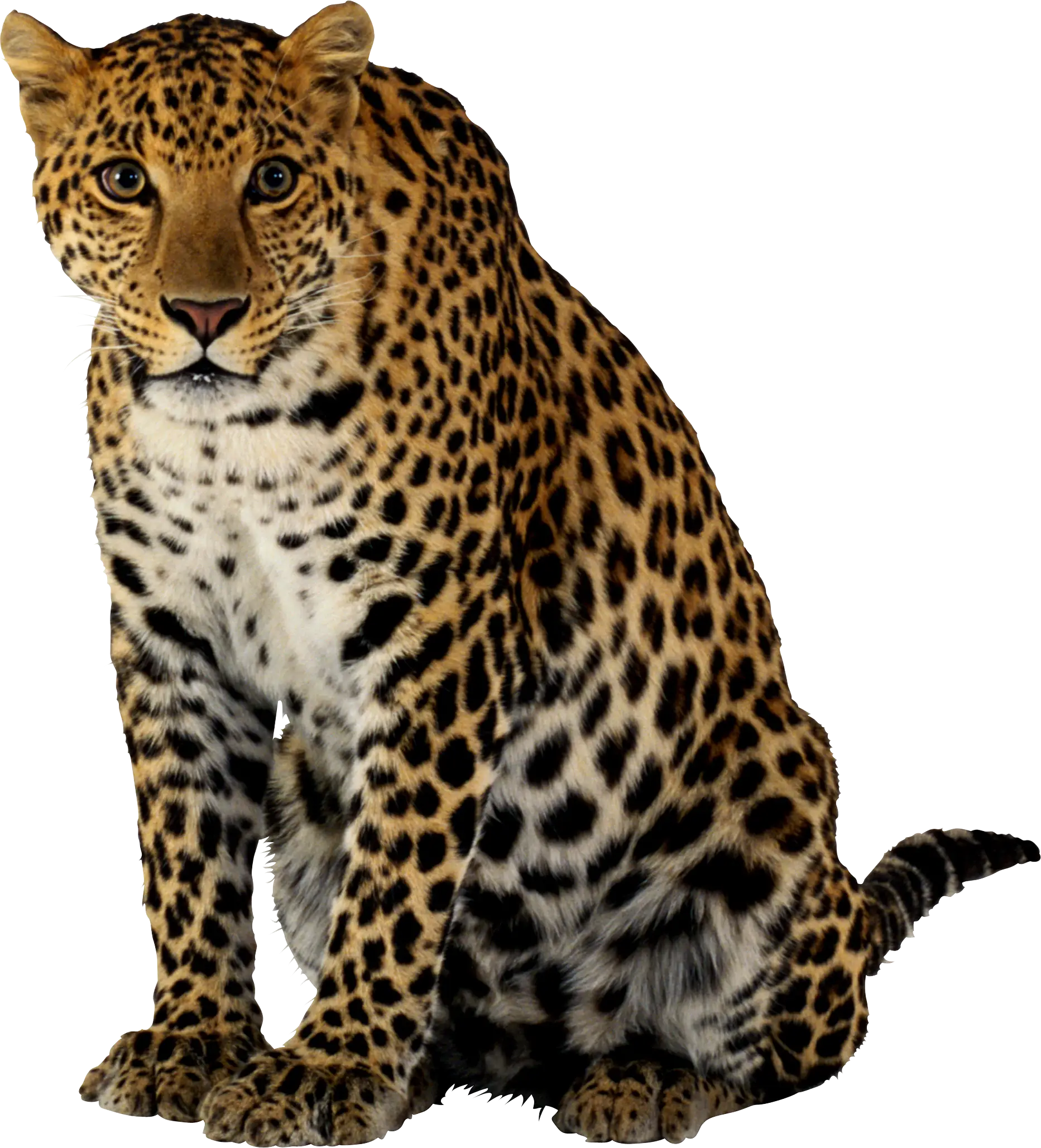 Illustration of a Resting Leopard