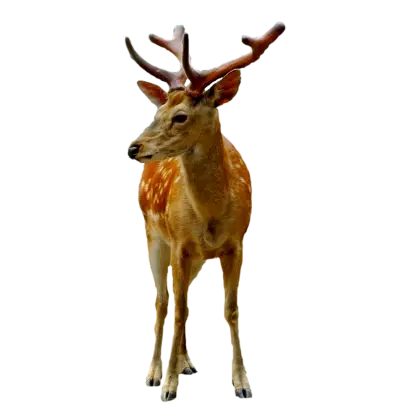Deer Illustration Standing in Natural Pose