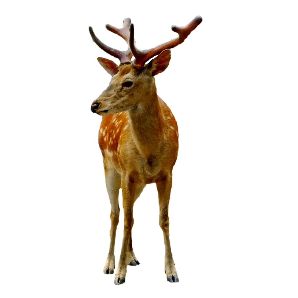 Deer Illustration Standing in Natural Pose