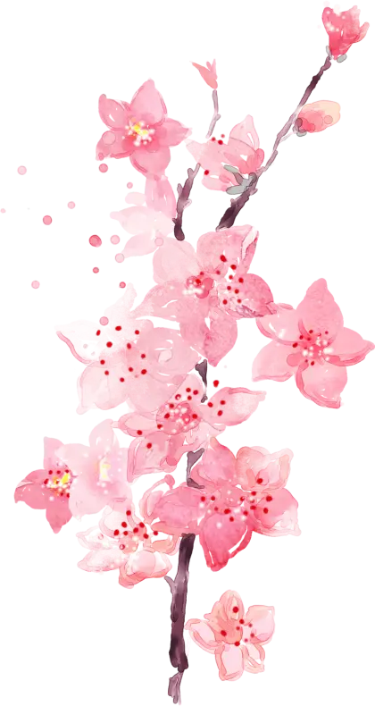 Beautiful Pink Cherry Blossom Illustration