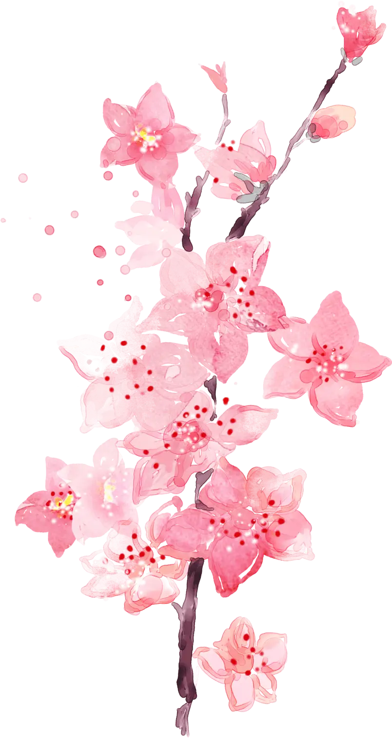 Beautiful Pink Cherry Blossom Illustration