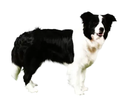 Black and White Border Collie Dog