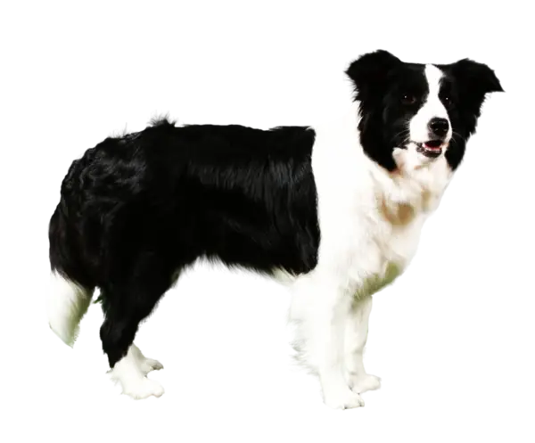 Black and White Border Collie Dog