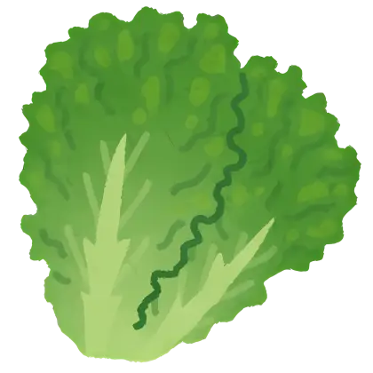 Fresh Green Lettuce Leaves for Healthy Eating