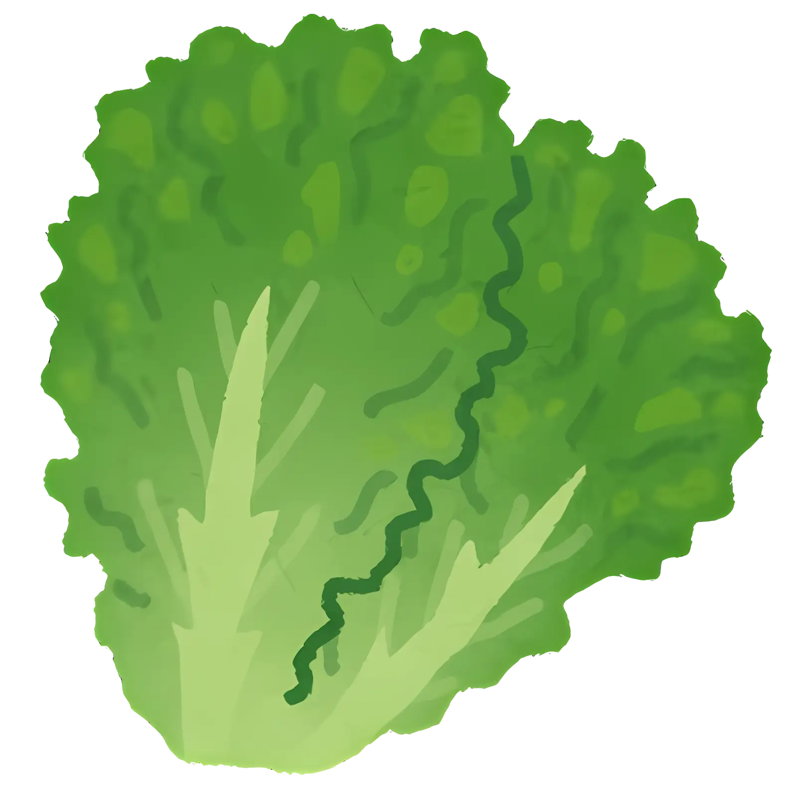 Fresh Green Lettuce Leaves for Healthy Eating