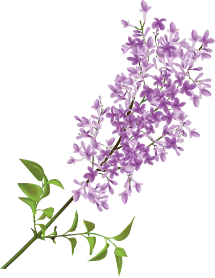 Beautiful Lilac Flowers