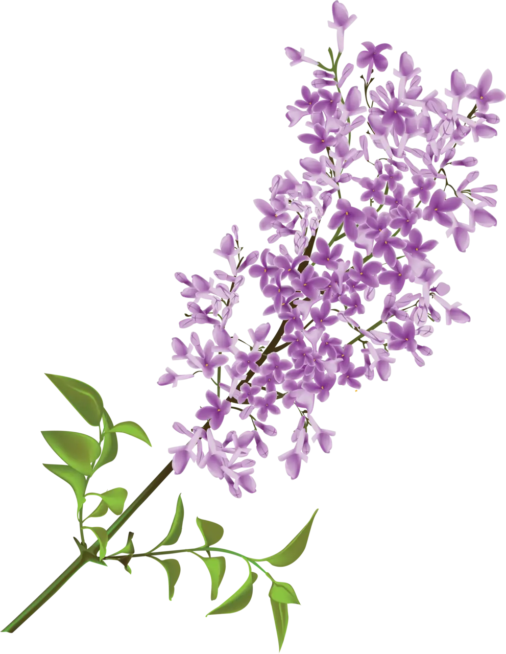 Beautiful Lilac Flowers