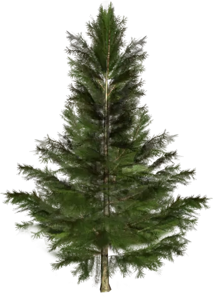 Realistic Green Pine Tree