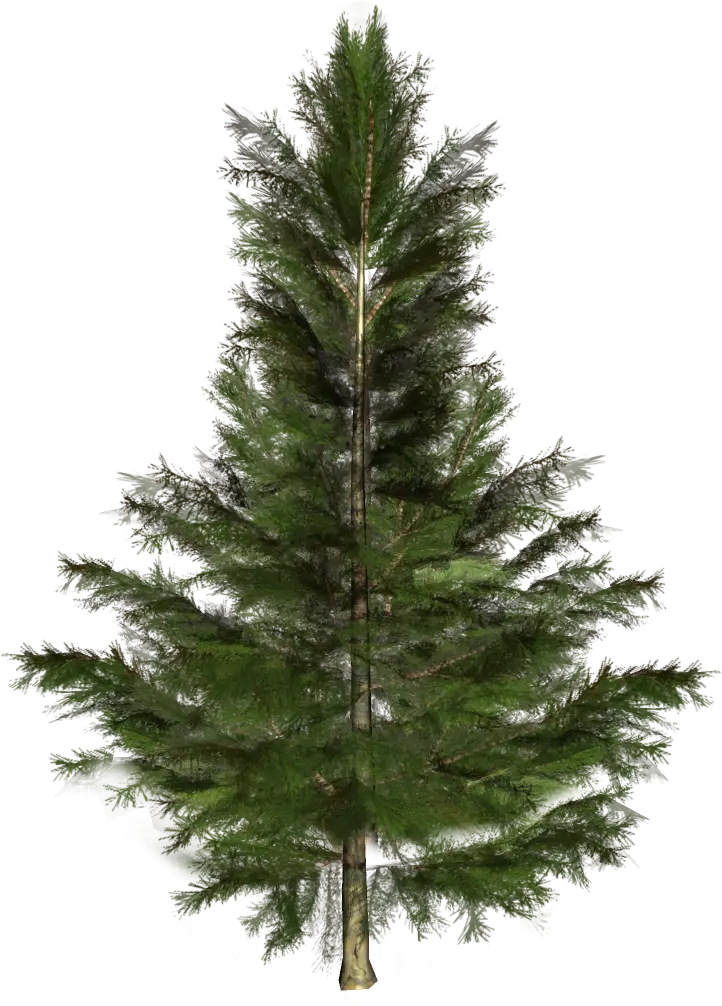 Realistic Green Pine Tree