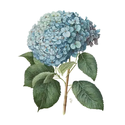 Blue Hydrangea Flower with Green Leaves