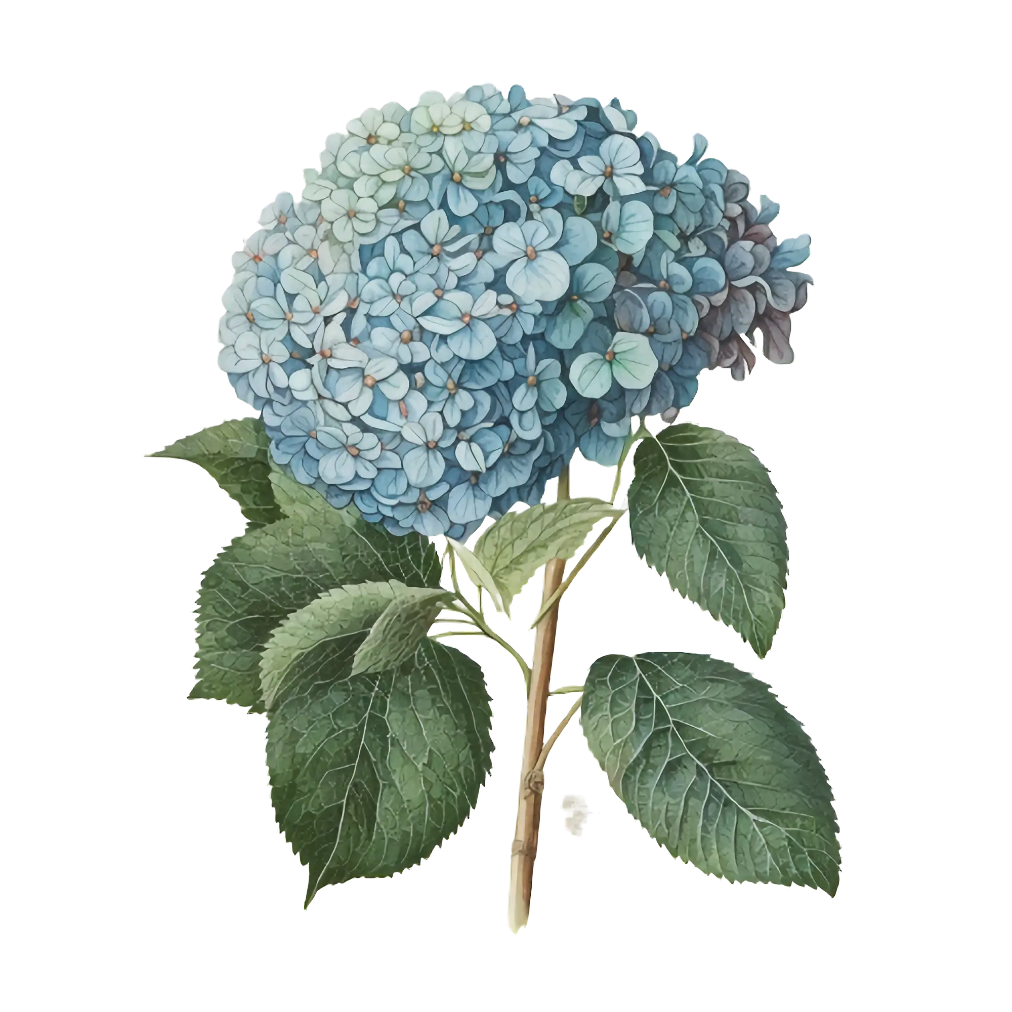 Blue Hydrangea Flower with Green Leaves