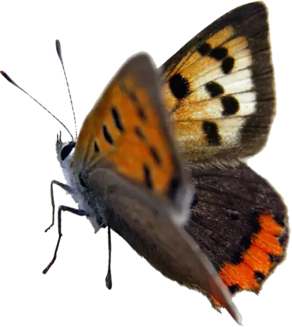 Orange and Black Butterfly on Display