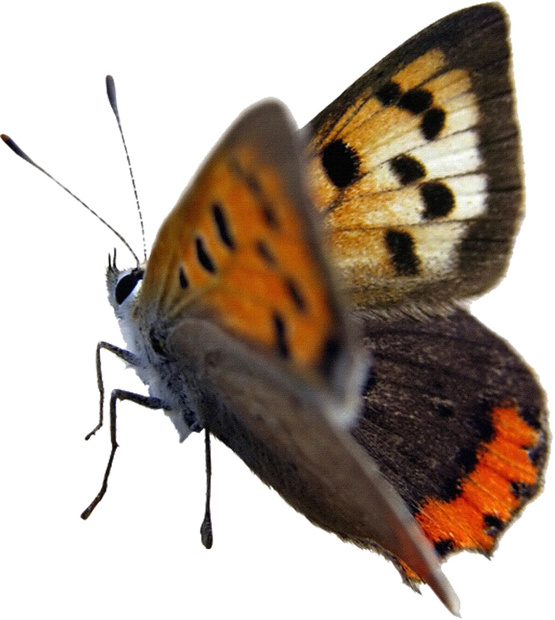 Orange and Black Butterfly on Display