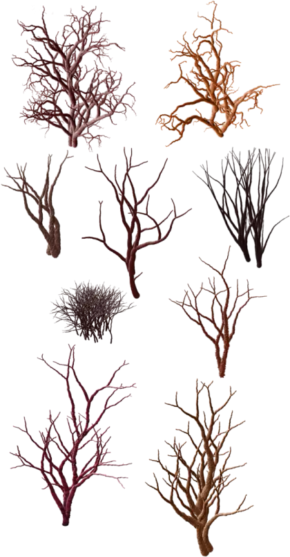 Collection of Dry Tree Branches in Natural Patterns