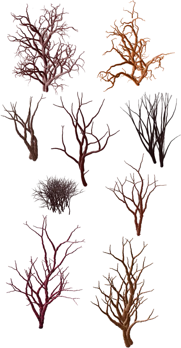 Collection of Dry Tree Branches in Natural Patterns