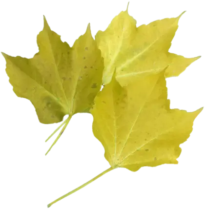 Yellow Maple Leaves on White Background