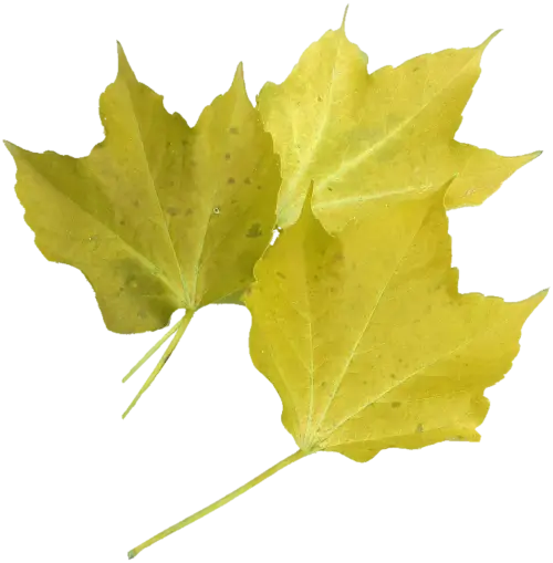 Yellow Maple Leaves on White Background