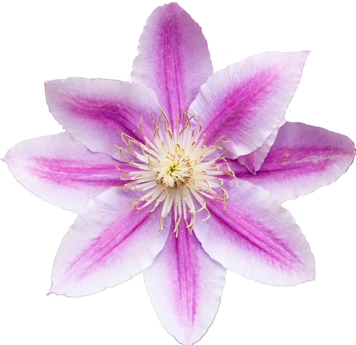 Pink Flower with Beautiful Petals