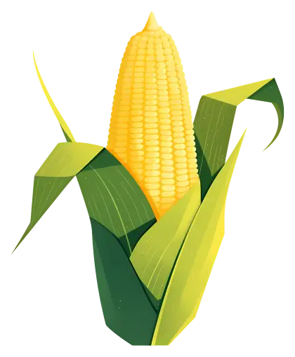 Corn Cob with Green Husk