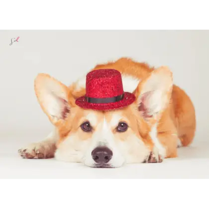 Dog Wearing Red Hat