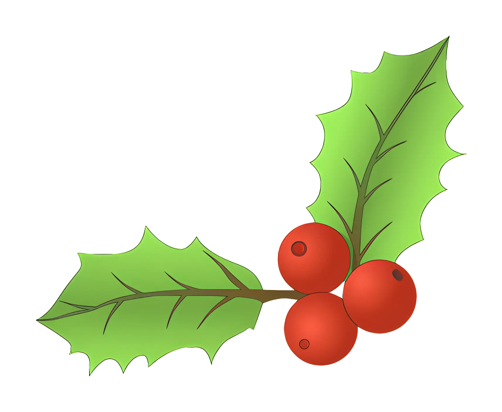 Holly Leaves and Berries for Festive Decoration