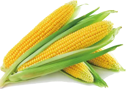 Fresh Corn Cobs with Husks