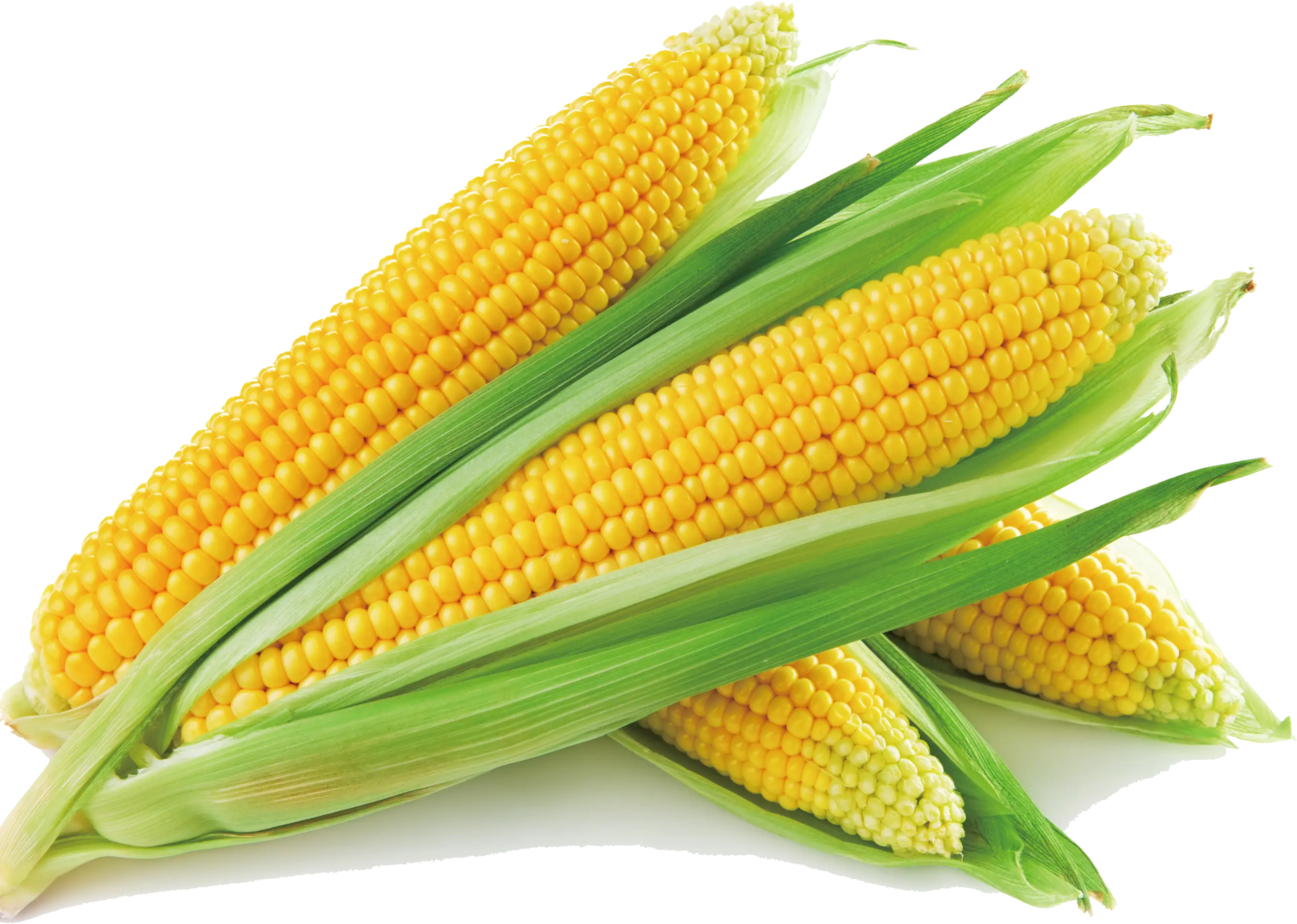 Fresh Corn Cobs with Husks