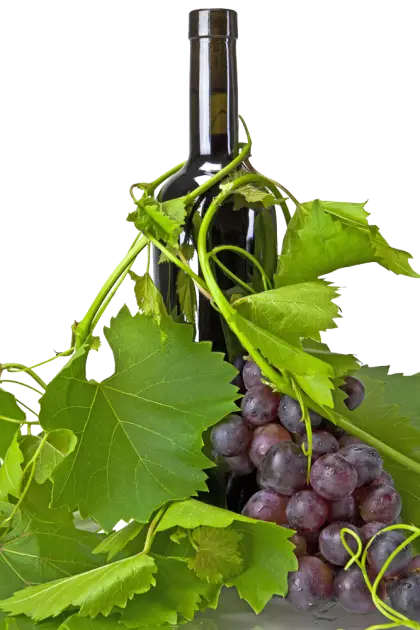 Wine Bottle and Grapevine with Grapes