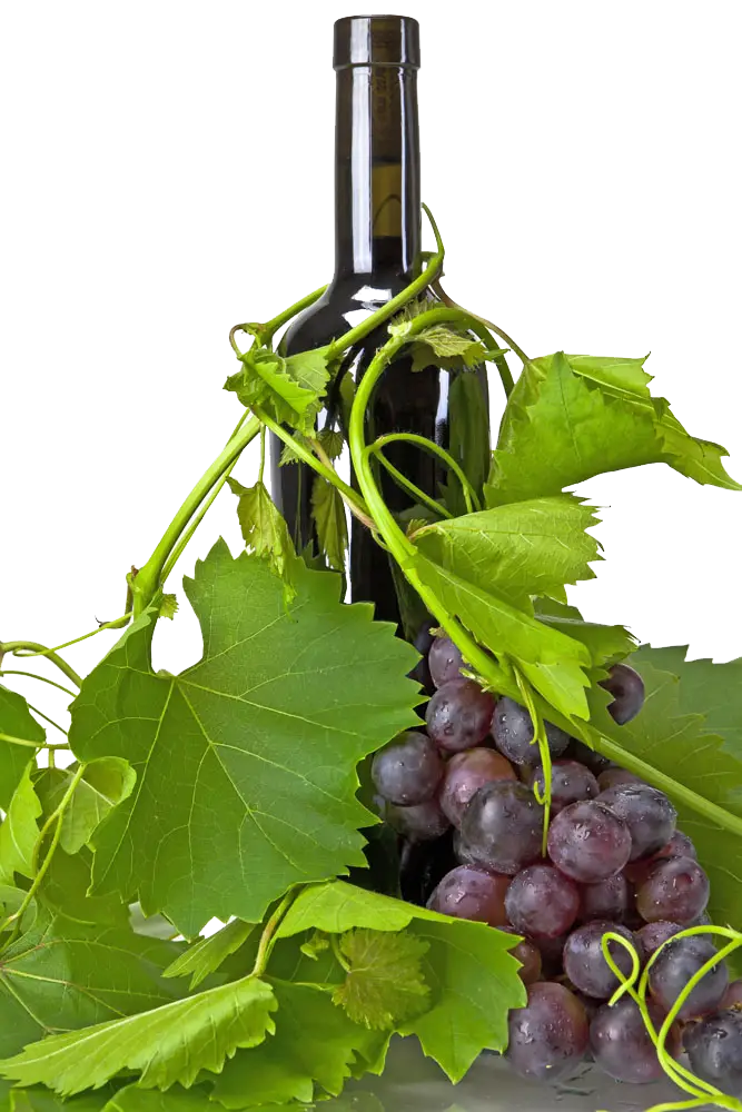 Wine Bottle and Grapevine with Grapes