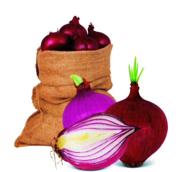 Onion Sack with Fresh Onions Illustration