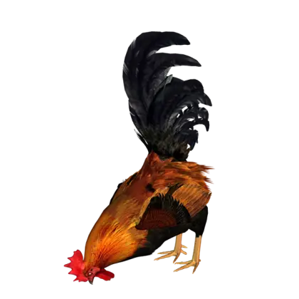 Pecking Rooster