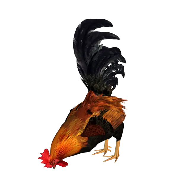 Pecking Rooster