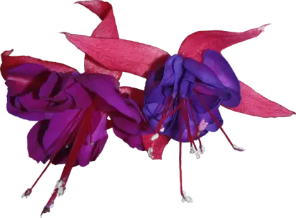 Vibrant Purple and Red Flowers