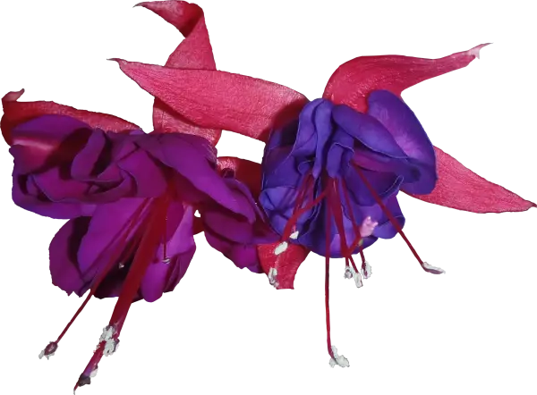 Vibrant Purple and Red Flowers