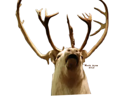 Realistic Deer Head with Large Antlers