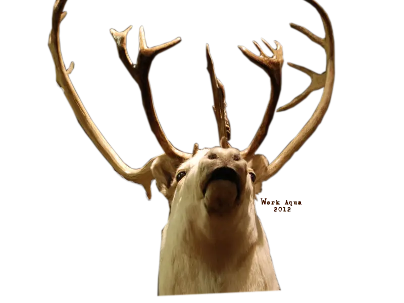 Realistic Deer Head with Large Antlers