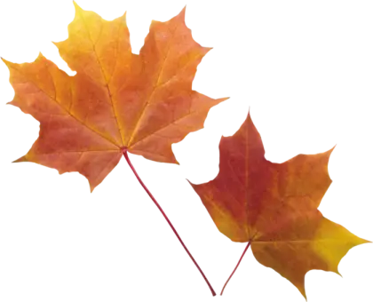 Autumn Maple Leaves in Orange and Yellow