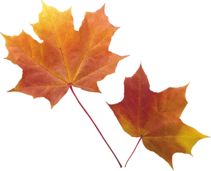Autumn Maple Leaves in Orange and Yellow