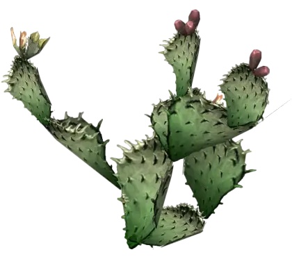 Prickly Pear Cactus with Flowers