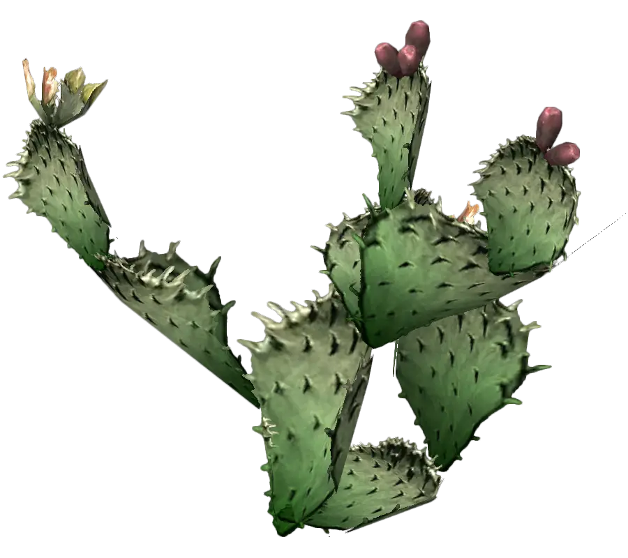 Prickly Pear Cactus with Flowers