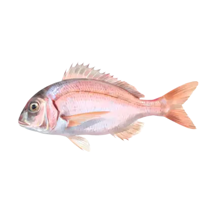 Pink Fish